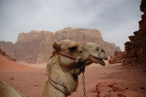 Wadi Rum Desert, Jordan - trips for women ©Venus Adventures
