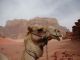 Wadi Rum Desert, Jordan - trips for women ©Venus Adventures