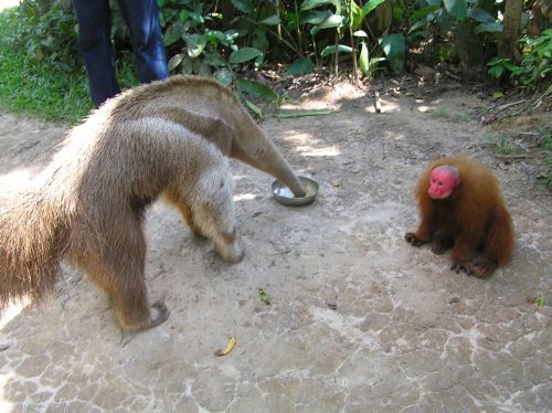 The Ant eater and the English monkey - best mates ©Venus Adventures