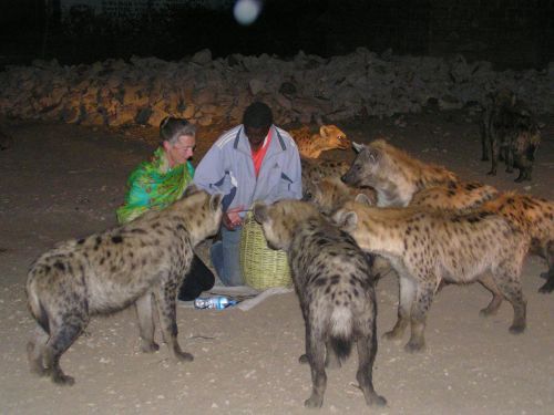 Feeding hyenas, Ethiopia ©Venus Adventures