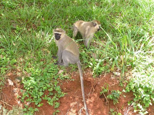 These cheeky Vervet monkeys try to steal our lunch! ©Venus Adventures