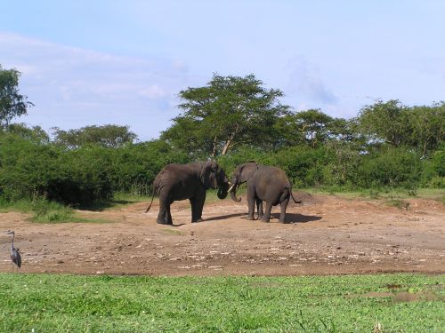 Elephants - so cute! QE 2 Game Park, Uganda ©Venus Adventures