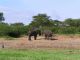 Elephants - so cute! QE 2 Game Park, Uganda ©Venus Adventures