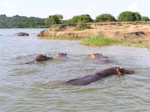 Hippos in the water... ©Venus Adventures