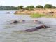 Hippos in the water... ©Venus Adventures