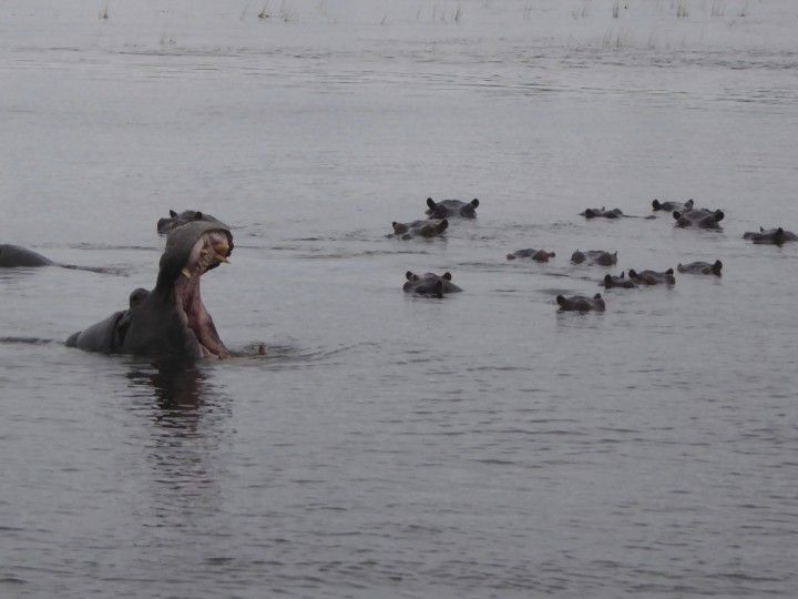 Hippos bathing in the Chobe river, Botswana ©Venus Adventures