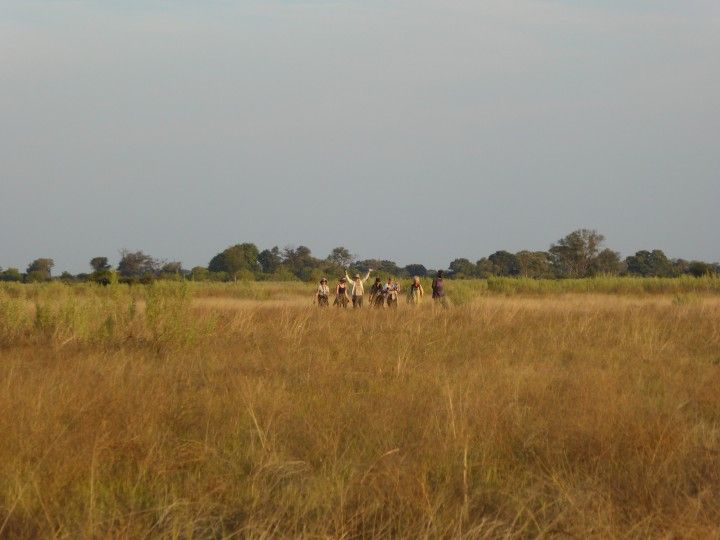 A herd of wild ginaholics in the Okavango Delta ©Venus Adventures