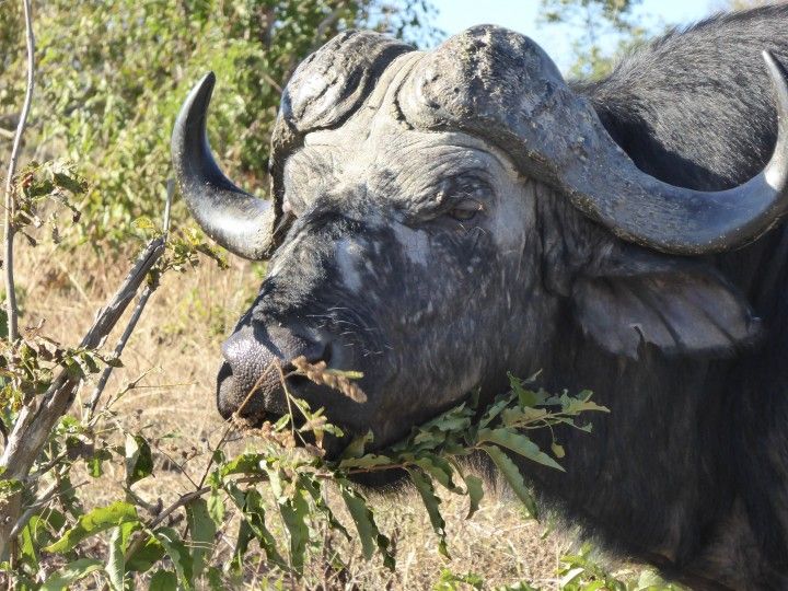African Buffalo ©Venus Adventures