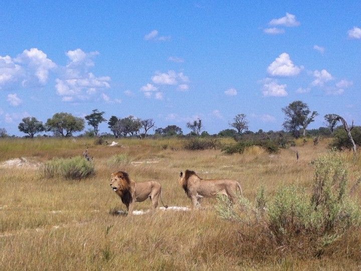 Always exciting to see lions in the wild! ©Venus Adventures