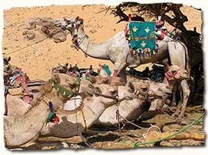 Camel riding, Egypt