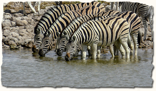 African Safari, zebra at water hole