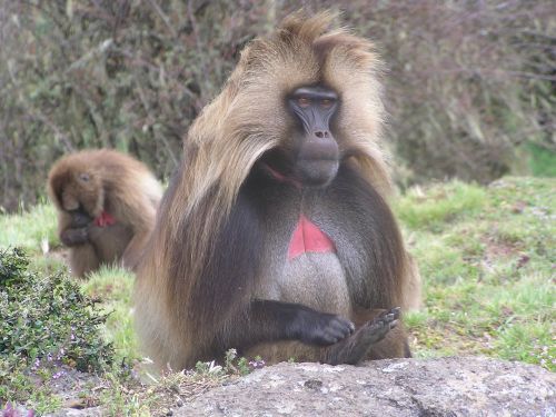 Friendly vegetarian Gelada baboon, Simien Mountains ©Venus Adventures Ltd