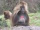 Friendly vegetarian Gelada baboon, Simien Mountains ©Venus Adventures