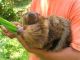 Cute little baby sloths... ©Venus Adventures
