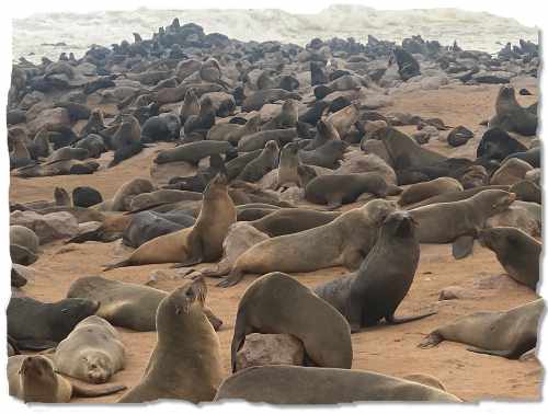 Women only African Safari, Cape Cross Seal Reserve
